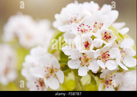 Weiß Pyrus Blütenstand, Blüten Zweig Makro, Birne Baum lebendige Ausblühungen im April früh Frühjahrssaison, Blümchen... Stockfoto