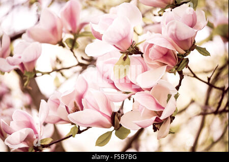 Rosa Magnolia Vintage Kunst abstrakt, Frühling blühende Blumen Detail, bildende Kunst Natur in Digital veränderten Ton, üppigen Bund Stockfoto