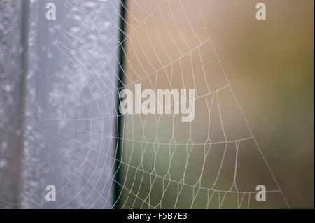 Wimbledon, London, UK. 1. November 2015. Nebel und Nacht Tau erstellen Wassertropfen auf Spinnweben in einem Londoner Garten. Bildnachweis: Jardinimages/Alamy Live-Nachrichten Stockfoto