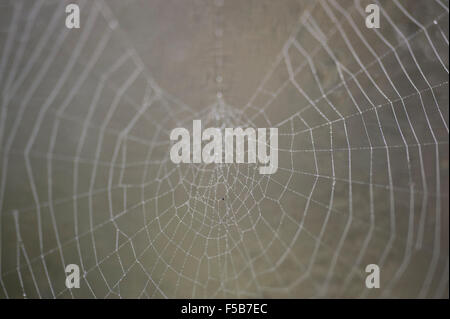 Wimbledon, London, UK. 1. November 2015. Nebel und Nacht Tau erstellen Wassertropfen auf Spinnweben in einem Londoner Garten. Bildnachweis: Jardinimages/Alamy Live-Nachrichten Stockfoto