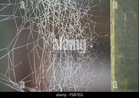 Wimbledon, London, UK. 1. November 2015. Nebel und Nacht Tau erstellen Wassertropfen auf Spinnweben in einem Londoner Garten. Bildnachweis: Jardinimages/Alamy Live-Nachrichten Stockfoto