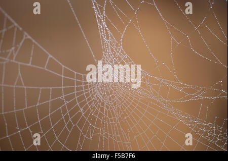 Wimbledon, London, UK. 1. November 2015. Nebel und Nacht Tau erstellen Wassertropfen auf Spinnweben in einem Londoner Garten. Bildnachweis: Jardinimages/Alamy Live-Nachrichten Stockfoto
