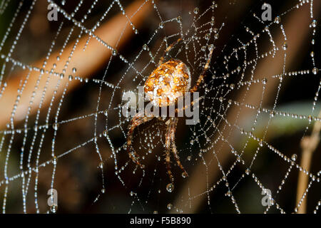 1. November 2015. UK-Wetter.  Eine Kreuzspinne oder Kreuzspinne (Araneus Diadematus) mit Tau bedeckt Web in einem Garten in East Sussex, UK Stockfoto