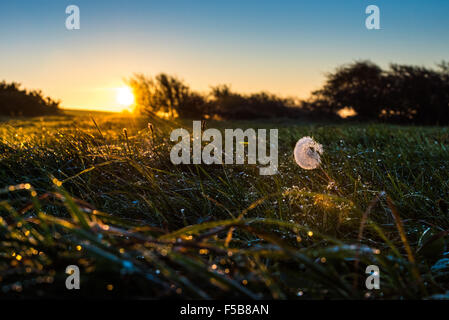 Ditchling Beacon, East Sussex, UK. 1. November 2015. Tau beladen Löwenzahn Uhr [Saatgut Kopf] in Grass Hintergrundbeleuchtung von der aufgehenden Sonne am frühen Morgen des Ditchling Beacon. Bildnachweis: Julia Claxton/Alamy Live-Nachrichten Stockfoto