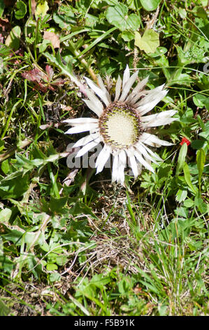 Stammlose Carline Thistle (Carlina Acaulis), (AKA Zwerg Carline Thistle oder Silberdistel). Diese Pflanze kann verwendet werden, um Foreca helfen Stockfoto