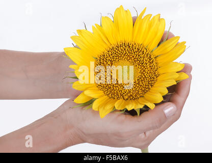 Sonnenblume in den Händen einer Frau Stockfoto