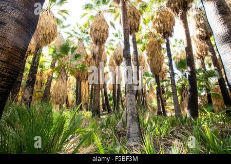 California Fan Palmen im Dos Palmas erhalten einen artesischen Frühling am Fusse des Orocopia Gebirges in Riverside County, Kalifornien. Es ist nur eine von mehreren solchen springs in der Gegend, die eine Oase zu schaffen, in der Colorado-Wüste, Kalifornien. Stockfoto