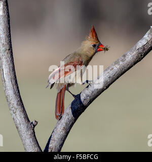 Ich fotografierte weiblichen amerikanischen Kardinal in meinem Garten in Virginia, wie es ist herumfliegen Mu-Koi-Teich auf der Suche nach Nahrung. Stockfoto