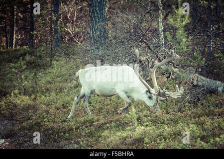 Rentier Hirsch mit außergewöhnlich lange Geweih Stockfoto