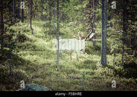 Rentier Hirsch mit außergewöhnlich lange Geweih Stockfoto