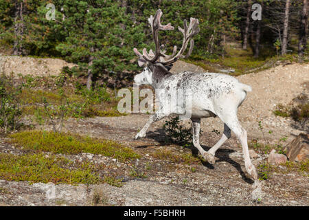 Rentier Hirsch mit außergewöhnlich lange Geweih Stockfoto