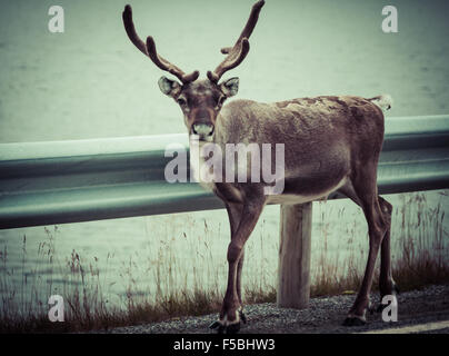 Rentier Hirsch mit außergewöhnlich lange Geweih Stockfoto