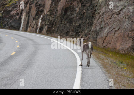 Rentier Hirsch mit außergewöhnlich lange Geweih Stockfoto