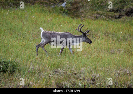 Rentier Hirsch mit außergewöhnlich lange Geweih Stockfoto