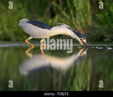 Schwarz-gekrönter Nachtreiher (Nycticorax Nycticorax), Erwachsene, Jagd, Nationalpark Kiskunság, Ungarn Stockfoto