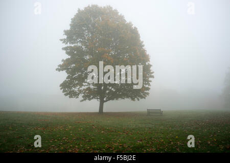 Wimbledon London, UK. 1. November 2015. Wimbledon Common in dichten Nebel Kredit abgedeckt: Amer Ghazzal/Alamy Live-Nachrichten Stockfoto
