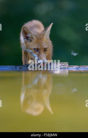 Rotfuchs (Vulpes Vulpes) Trinkwasser am kleinen Waldsee, Nationalpark Kiskunság, Ostungarn, Ungarn Stockfoto