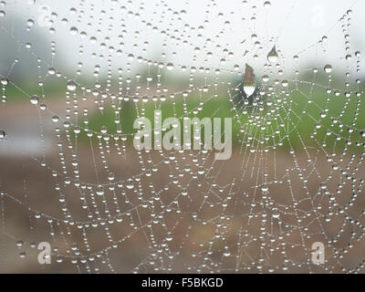 Wimbledon London, UK. 1. November 2015. Ein Spinnennetz bedeckt Regen fällt auf Wimbledon Common Credit: Amer Ghazzal/Alamy Live-Nachrichten Stockfoto