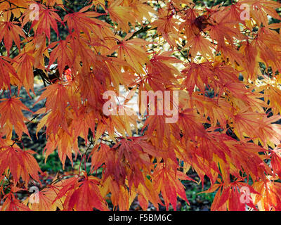 Lebendige Herbst Blattfarbe der einen Acer Palmatum 'Orange Dream' Sir Harold Hilllier Gardens, Hampshire, England. Stockfoto