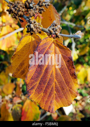 Close-up of the autumn leaf of a Hamamalis X Intermedia "Robert". a Chinese Witch Hazel tree Stockfoto