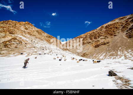 Eine tibetische Mann mit seiner Herde von Ziegen und Schafen auf den schneebedeckten Berghängen im Changthang, Ladakh Stockfoto