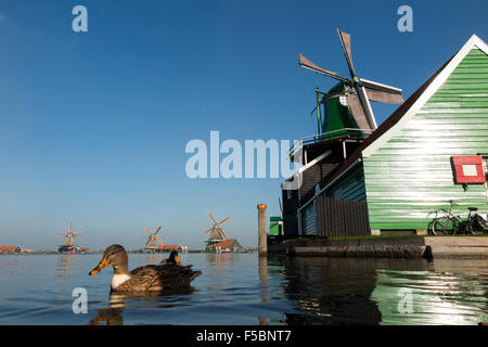 Holländische Windmühlen / wind Mühlen / Windmühle / wind Mühlen in Zaanse Schans, Holland, Niederlande. Blauer Himmel & Sonne / sonnigen Himmel. Stockfoto