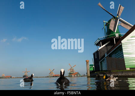 Holländische Windmühlen / wind Mühlen / Windmühle / wind Mühlen in Zaanse Schans, Holland, Niederlande. Blauer Himmel & Sonne / sonnigen Himmel. Stockfoto