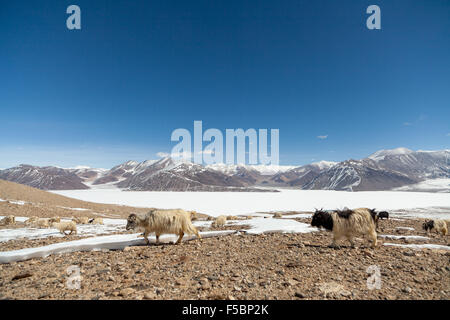 Schafbeweidung die kargen Bergen entlang den Pangong See im winter Stockfoto