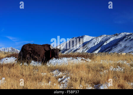 Ein Yak Beweidung Schnee erstreckten sich auf Bereiche außerhalb des Dorfes Maan in Ladakh Stockfoto