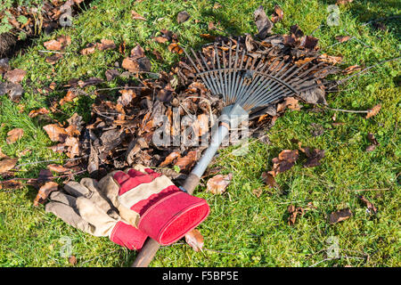 Herbstlaub im Garten wird Sie mit Rake auf Boden und Gartenhandschuhe auf Rasen geharkt. Gloucestershire England UK Stockfoto