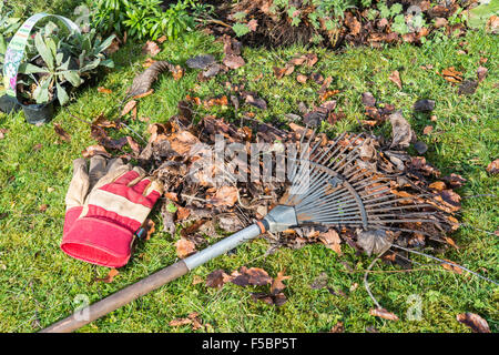 Herbstlaub im Garten wird Sie mit Rake auf Boden und Gartenhandschuhe auf Rasen geharkt. Gloucestershire England UK Stockfoto