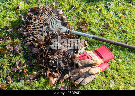 Herbstlaub im Garten wird Sie mit Rake auf Boden und Gartenhandschuhe auf Rasen geharkt. Gloucestershire England UK Stockfoto