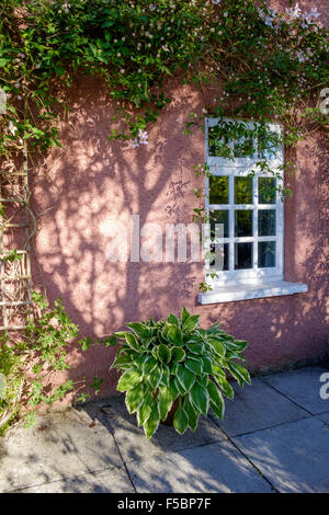 Große Hosta Pflanze im Topf auf Terrasse vor Rosa Hütte Wand und Fenster mit Schatten und Clematis Pflanze wächst an Wand. Stockfoto