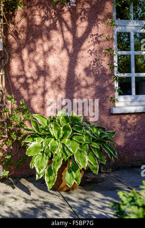 Große Hosta Pflanze im Topf auf Terrasse vor Rosa Hütte Wand und Fenster mit Schatten und Clematis Pflanze wächst an Wand. Stockfoto