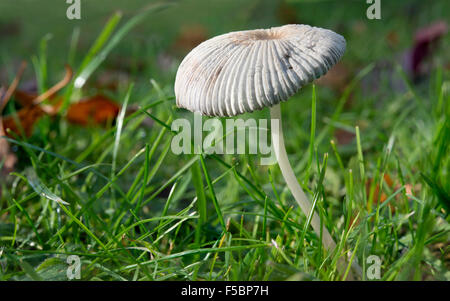 Coprinus Plicatilis oder japanischen Sonnenschirm Pilz (Parasola Plicatilis) eine sehr kleine zerbrechliche Pilzanbau im Herbst Rasen UK Stockfoto
