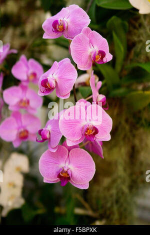 Phalaenopsis-Orchideen oder Moth Orchid, Key West Florida USA mit dunklem Hintergrund Stockfoto