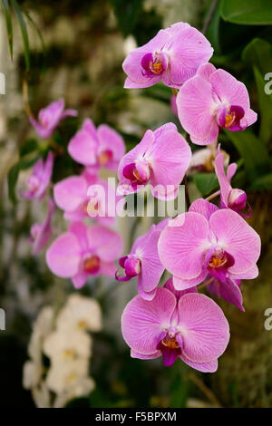 Phalaenopsis-Orchideen oder Moth Orchid, Key West Florida USA mit dunklem Hintergrund Stockfoto