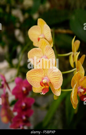 Phalaenopsis-Orchideen oder Moth Orchid, Key West Florida USA mit dunklem Hintergrund Stockfoto