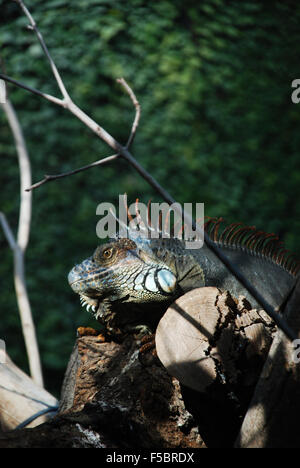 Eidechse in Gefangenschaft, Zoo de Vincennes, Paris Stockfoto