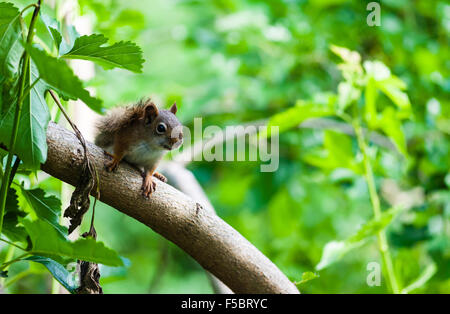 Amerikanische rote Eichhörnchen aufmerksam auf diagonal Ast unter Kopie von üppigen grünen Blättern. Stockfoto