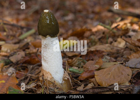 Gemeinsamen Stinkmorchel, gemeinsame Gestank-Horn, Gichtmorchel, Leichenfinger, Phallus Impudicus, Gemeine Stinkmorchel, Stink-Morchel Stockfoto