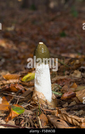 Gemeinsamen Stinkmorchel, gemeinsame Gestank-Horn, Gichtmorchel, Leichenfinger, Phallus Impudicus, Gemeine Stinkmorchel, Stink-Morchel Stockfoto