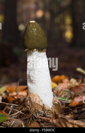 Gemeinsamen Stinkmorchel, gemeinsame Gestank-Horn, Gichtmorchel, Leichenfinger, Phallus Impudicus, Gemeine Stinkmorchel, Stink-Morchel Stockfoto