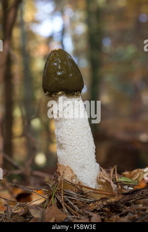 Gemeinsamen Stinkmorchel, gemeinsame Gestank-Horn, Gichtmorchel, Leichenfinger, Phallus Impudicus, Gemeine Stinkmorchel, Stink-Morchel Stockfoto