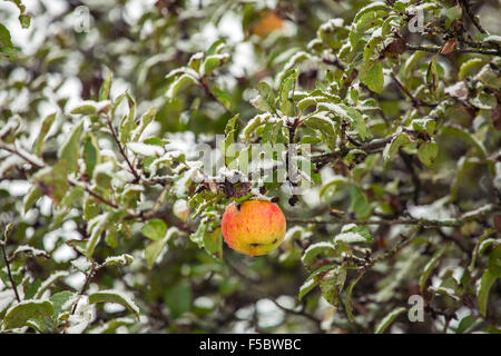 Roter Apfel auf einem Ast unter dem Schnee Stockfoto