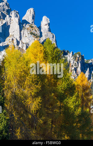 Herbstsaison, Nadelwald.  Larix Decidua.  Lärchen. Dolomiten Stockfoto