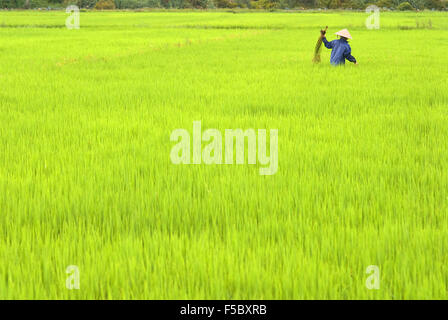 Frauen tendieren die Reisfelder. Hoi an, Vietnam. Vietnam, Quang Nam Provinz, um Hoi An, Reisfelder. Stockfoto