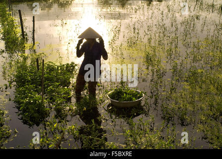 Frauen tendenziell Felder. Hoi an, Vietnam. Vietnam, Quang Nam Provinz, um Hoi An, Reisfelder. Stockfoto