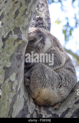 Koala (Phascolarctos Cinereus) schlafen auf einem Eukalypt Baum auf Raymond Island im Lake King, Victoria, Australien. Stockfoto