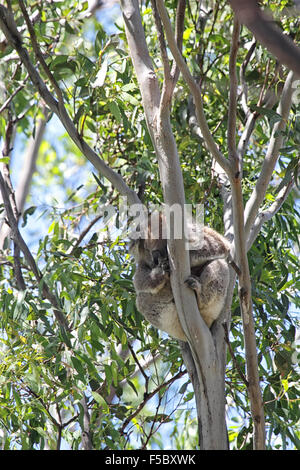 Koala (Phascolarctos Cinereus) schlafen auf einem Eukalypt Baum auf Raymond Island im Lake King, Victoria, Australien. Stockfoto